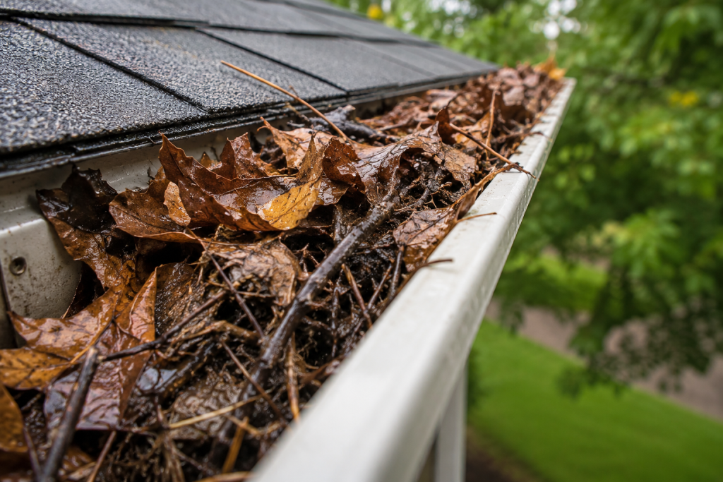 Clogged Gutter Along Leafy Roofline